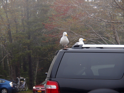 [Two white and grey sea gulls (one walking and one sitting) on the roof of a dark-colored SUV with a roof rack.]